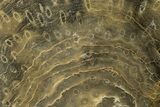 Polished Fossil Rugose Coral Slab - Morocco #276179-1
